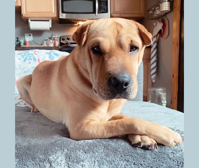 Photo of Luna, a Chinese Shar-Pei, Pug, and Russell-type Terrier mix in Bridgeport, Connecticut, USA