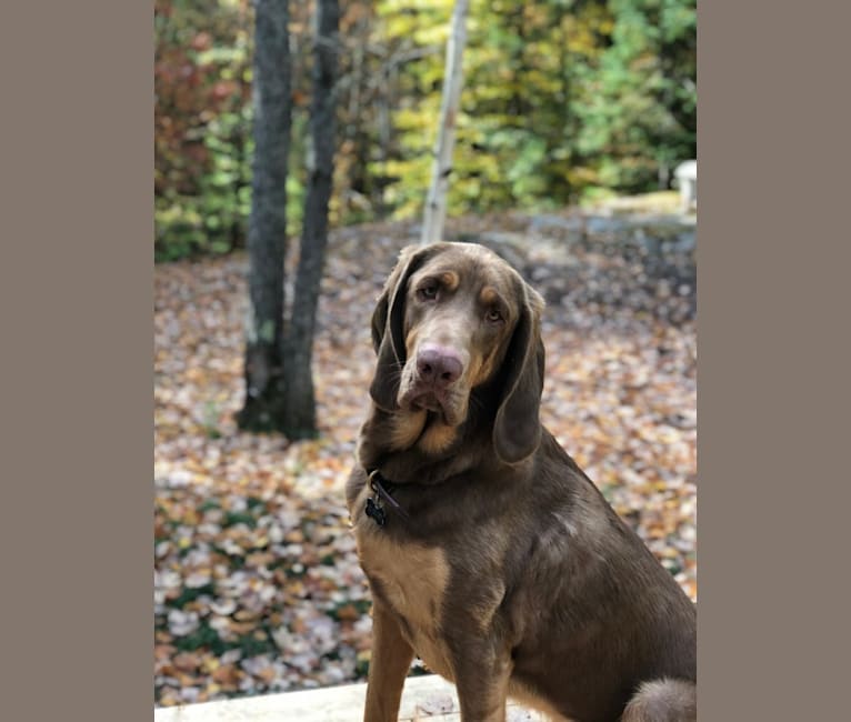 Photo of Abe, a Bloodhound and Labrador Retriever mix in Little Rock, AR, USA