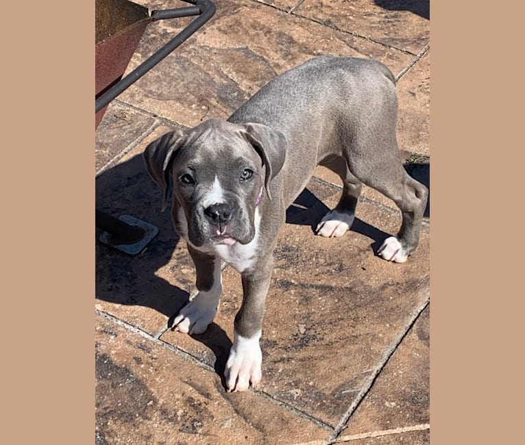 Grey boxer dog shop