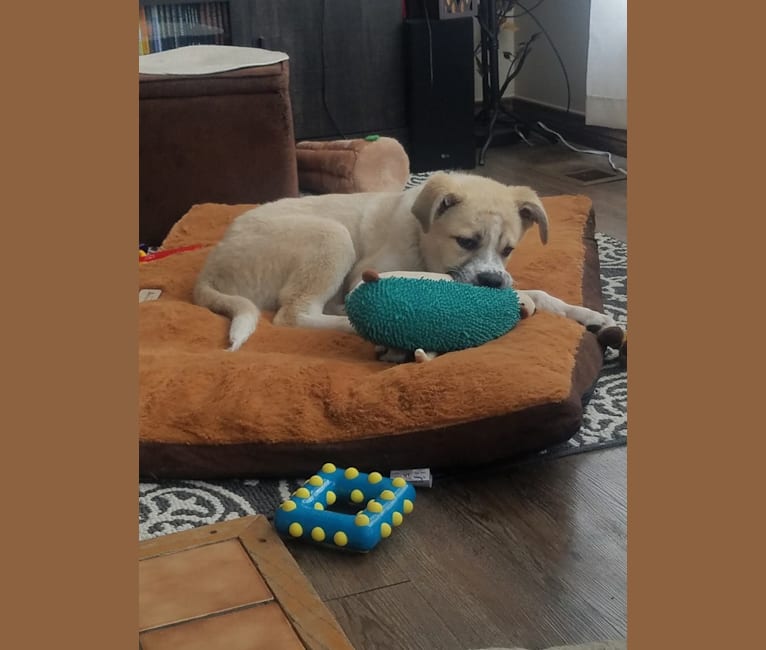 Wyatt "Murderbot" Wolf-Hauser, a Great Pyrenees and Anatolian Shepherd Dog mix tested with EmbarkVet.com