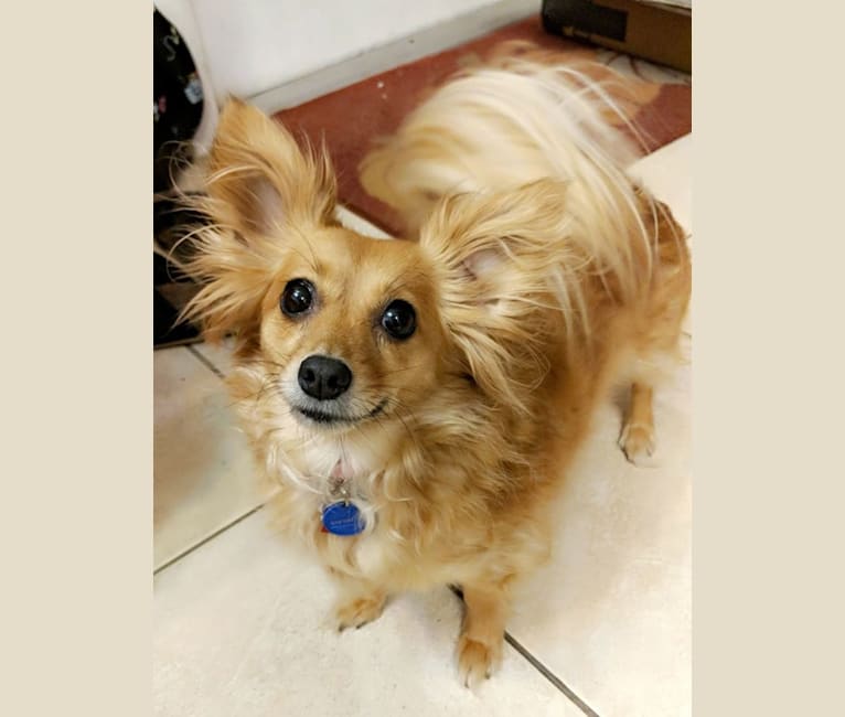 Photo of Willow B. Wisp, a Chihuahua, Pomeranian, Shetland Sheepdog, and Poodle (Small) mix in Florida, USA