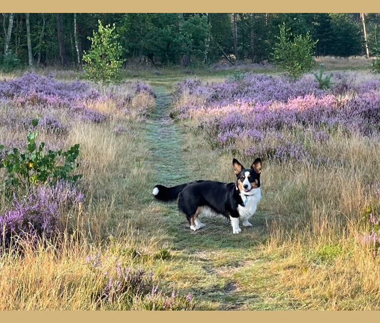 Photo of Welshjewels Idol’s Eye, a Cardigan Welsh Corgi  in 2e Valthermond, Nederland