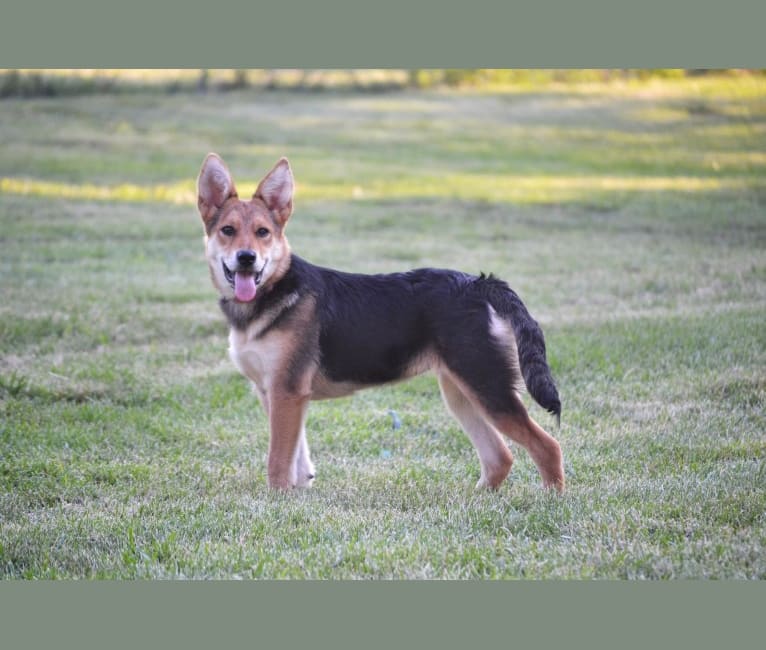 Zeppe, a German Shepherd Dog and Rottweiler mix tested with EmbarkVet.com