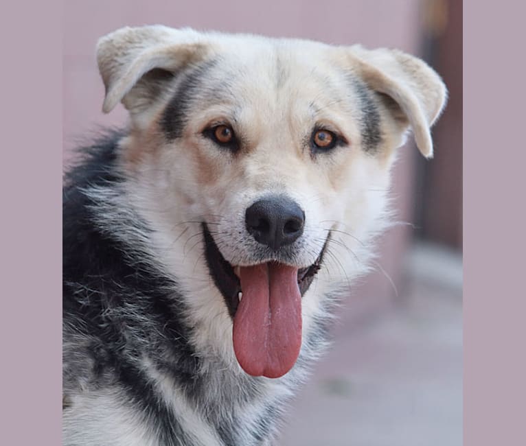 Samson, a German Shepherd Dog and Great Pyrenees mix tested with EmbarkVet.com