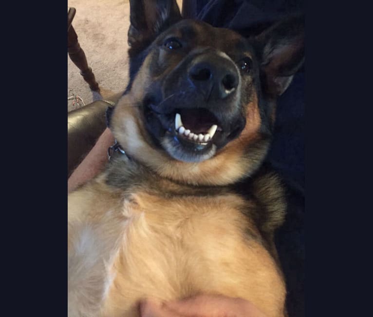 Cattle dog cross german shepherd store
