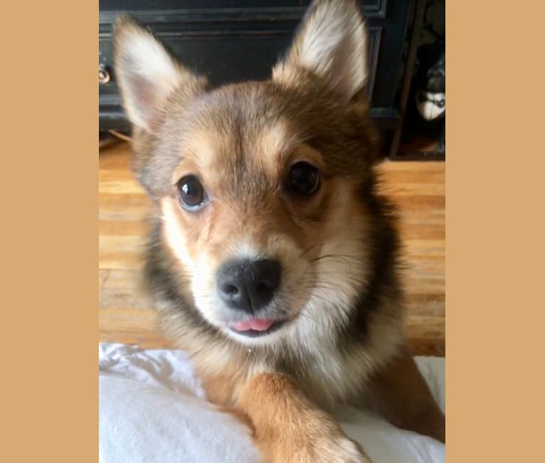 Annabelle, a Pembroke Welsh Corgi and Pomeranian mix tested with EmbarkVet.com