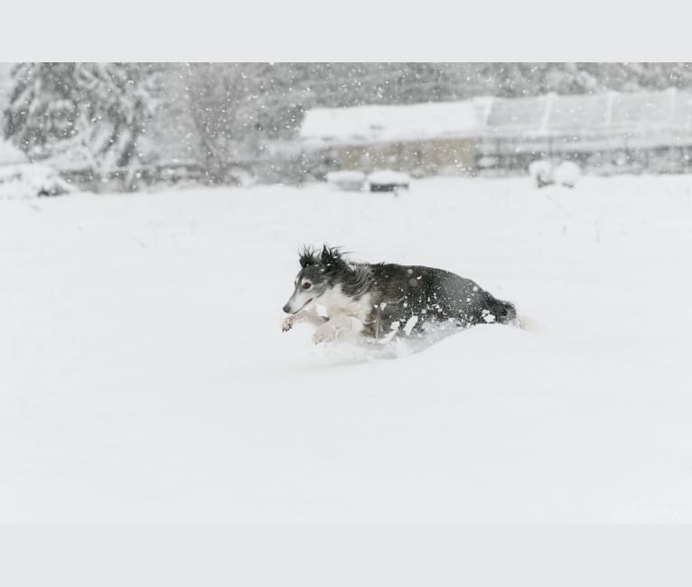 Photo of Kira, a Silken Windhound  in Damascus, OR, USA
