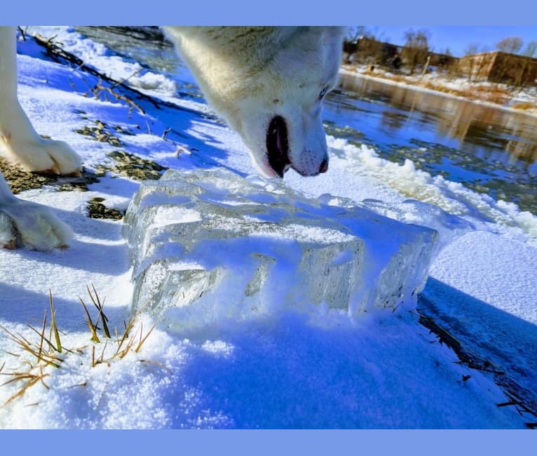 Photo of Sky, a Siberian Husky (8.5% unresolved) in Binghamton, New York, USA