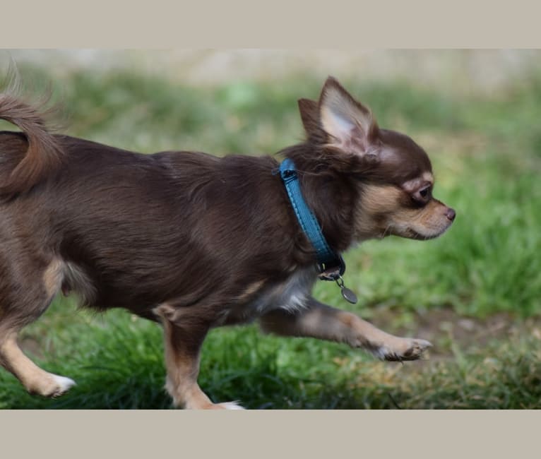 Sophia, a Chihuahua tested with EmbarkVet.com