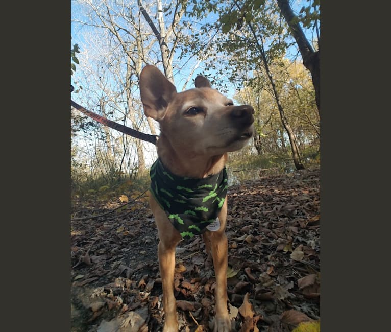 Cricket, a Miniature Pinscher and Beagle mix tested with EmbarkVet.com
