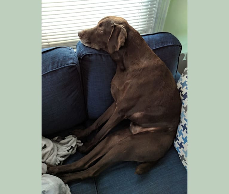 Ruben, a Weimaraner and Labrador Retriever mix tested with EmbarkVet.com