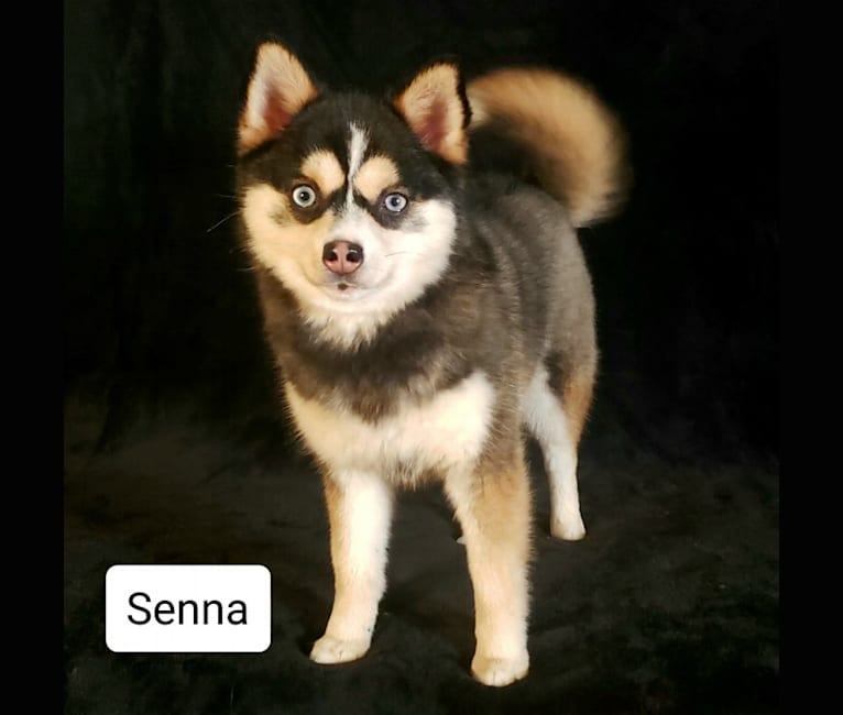 Senna, a Pomeranian and Siberian Husky mix tested with EmbarkVet.com