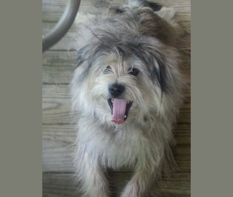 Scruffy, a Pomeranian and Yorkshire Terrier mix tested with EmbarkVet.com