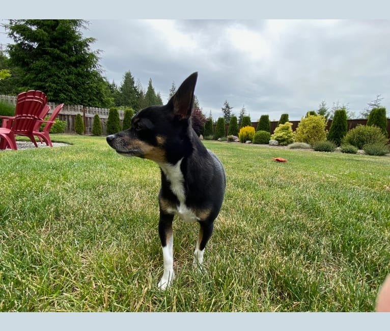Paco, a Chihuahua and Pomeranian mix tested with EmbarkVet.com