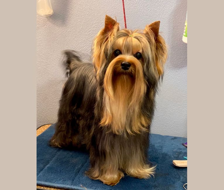 Hank, a Yorkshire Terrier tested with EmbarkVet.com
