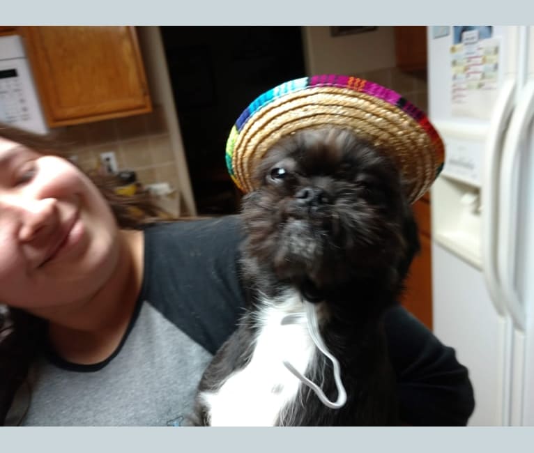 Embark Dog Dna Test Breed