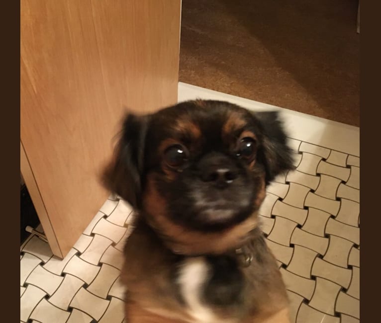 Pekingese chihuahua dachshund hotsell mix