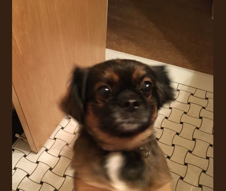 Neville, a Pekingese and Chihuahua mix tested with EmbarkVet.com