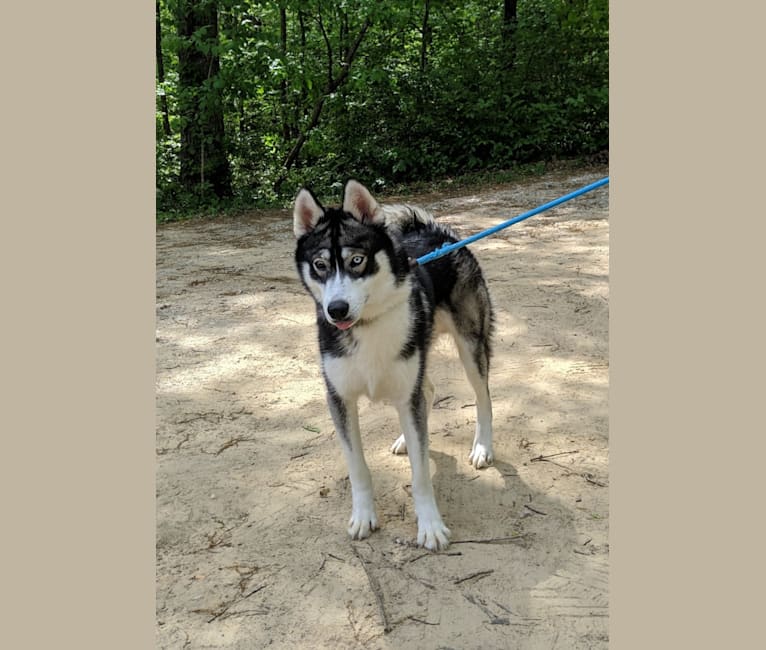 Photo of Lycan, a Siberian Husky  in Apple Creek, OH, USA