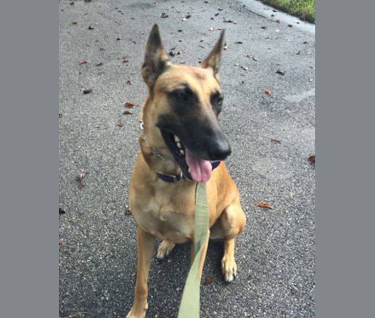 Coco, a Belgian Malinois and Dutch Shepherd mix tested with EmbarkVet.com