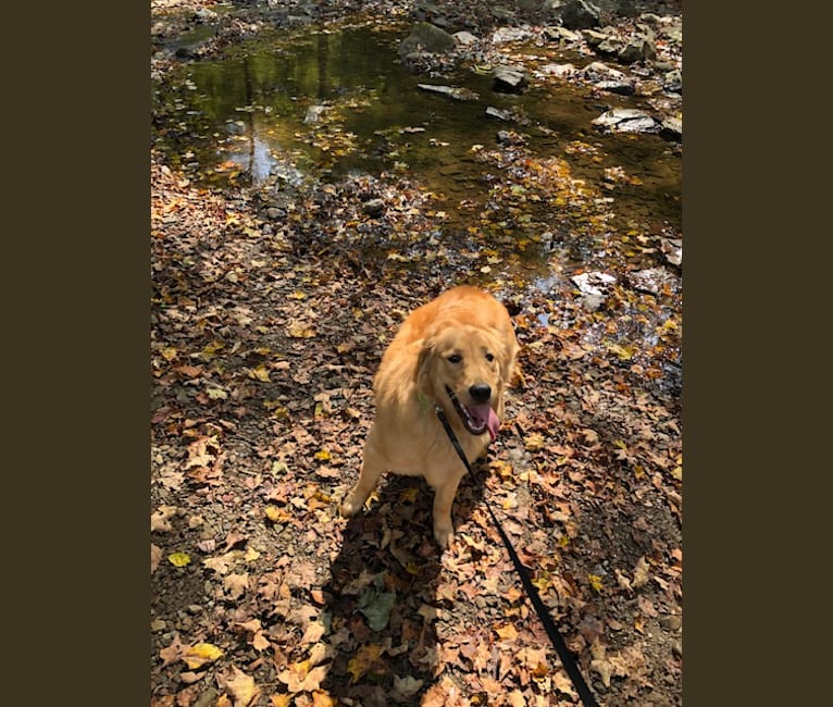 Photo of Layla, a Golden Retriever  in Ohio, USA