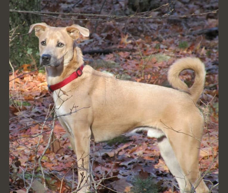 Coyote boxer mix clearance