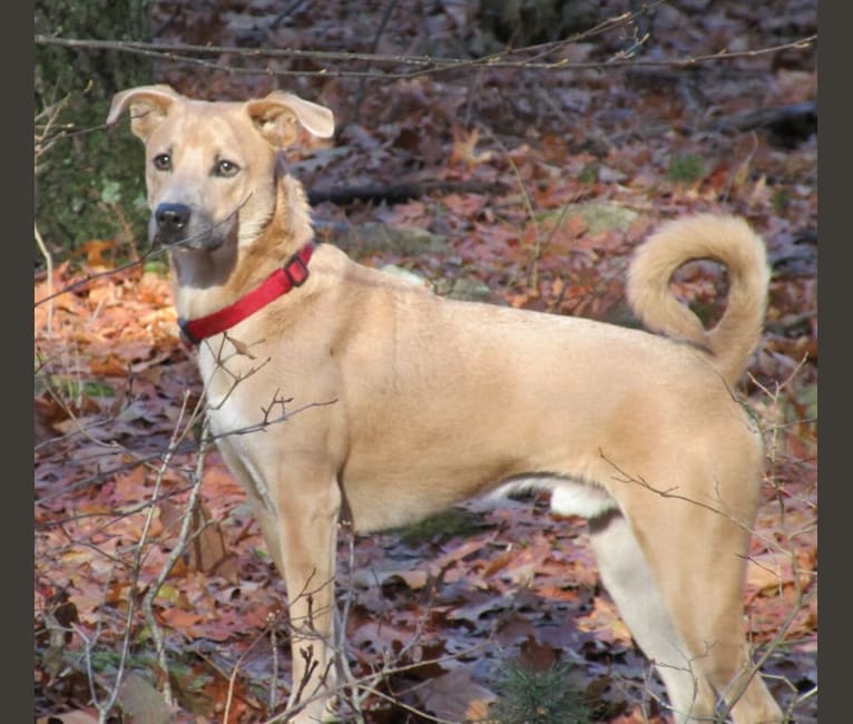 Coyote cheap boxer mix