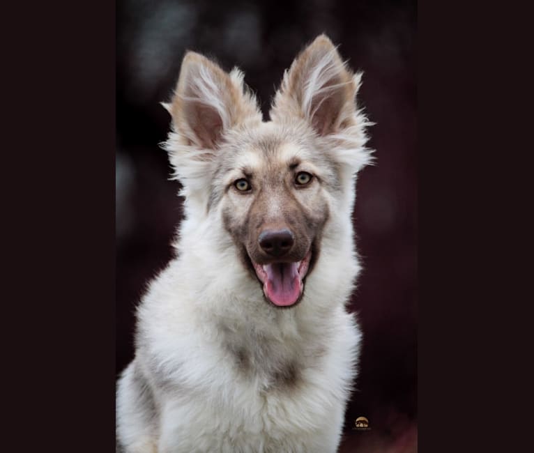 Juvena, a German Shepherd Dog tested with EmbarkVet.com