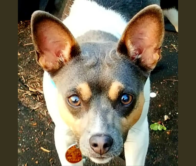 Takodah the Tornado, a Rat Terrier tested with EmbarkVet.com