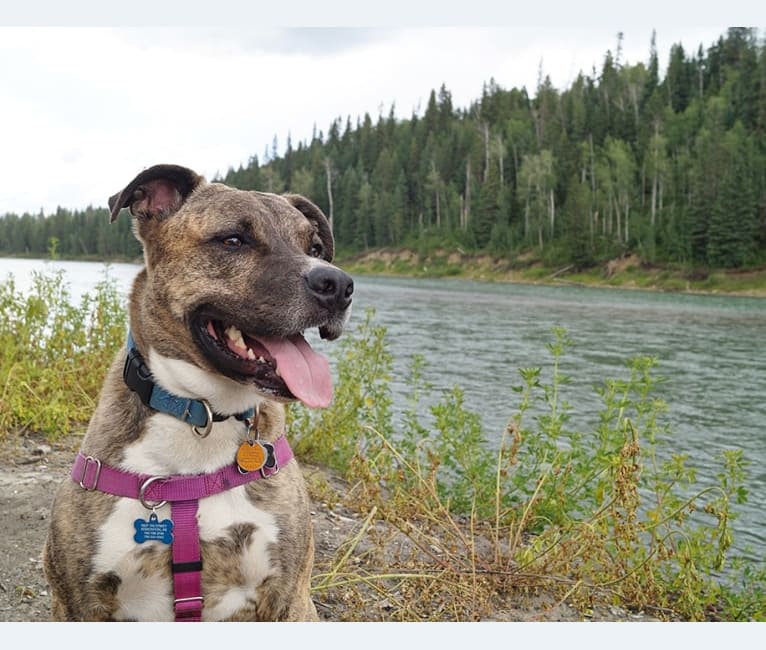 Cooper, a Staffordshire Terrier and Chesapeake Bay Retriever mix tested with EmbarkVet.com