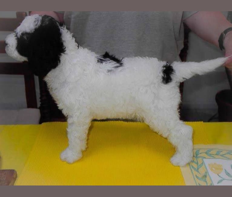 Gonnagitcha`s Montecilla MoMo, a Spanish Water Dog tested with EmbarkVet.com