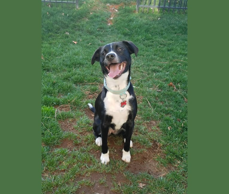 Ivy, a Border Collie and American Pit Bull Terrier mix tested with EmbarkVet.com