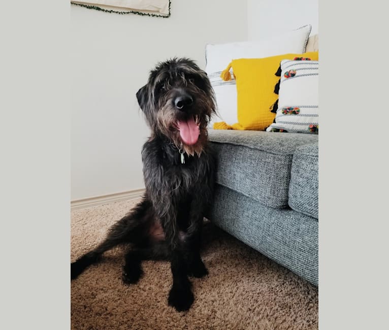 American staffordshire top terrier poodle mix