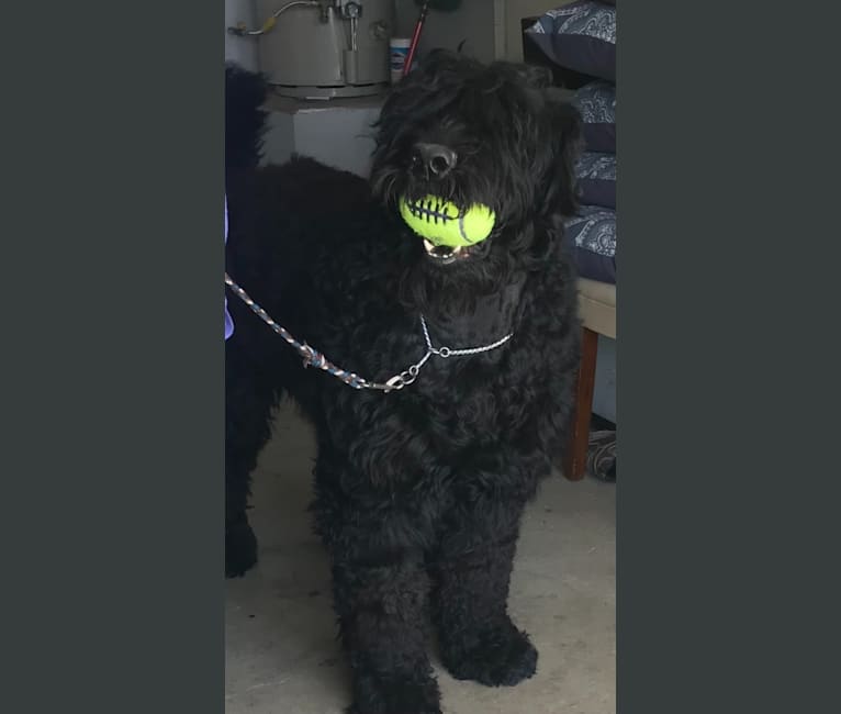 Greg, a Black Russian Terrier tested with EmbarkVet.com