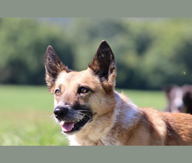 Reba, an Australian Cattle Dog and Border Collie mix tested with EmbarkVet.com