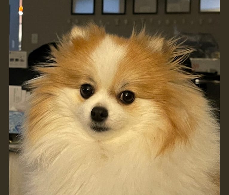 Eleanor, a Pomeranian tested with EmbarkVet.com