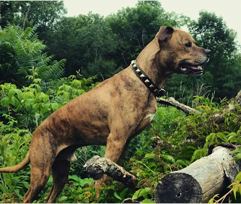 Photo of Bruno, an American Pit Bull Terrier, Bullmastiff, American Bulldog, and Siberian Husky mix in Lewiston, Maine, USA