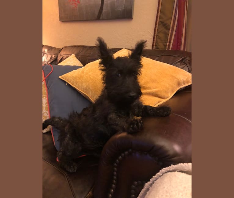 Tucker, a Scottish Terrier tested with EmbarkVet.com