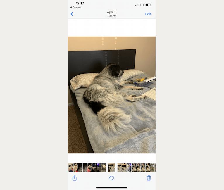 Rogue, a Great Pyrenees and Anatolian Shepherd Dog mix tested with EmbarkVet.com