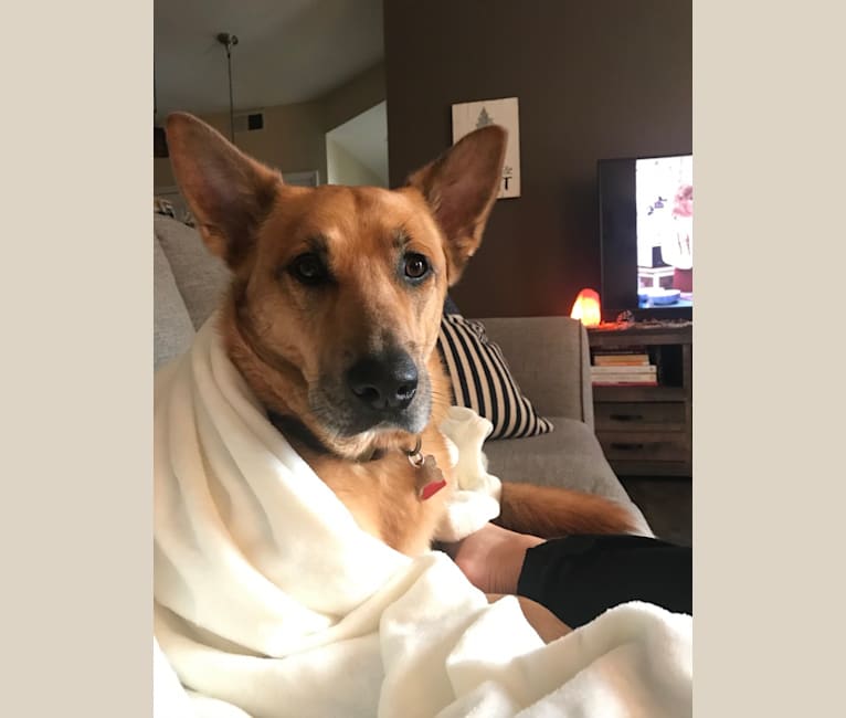 chesapeake bay retriever german shepherd mix