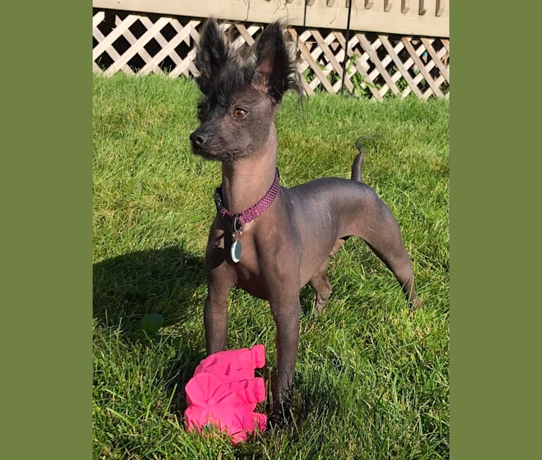 Chinese crested hot sale pomeranian