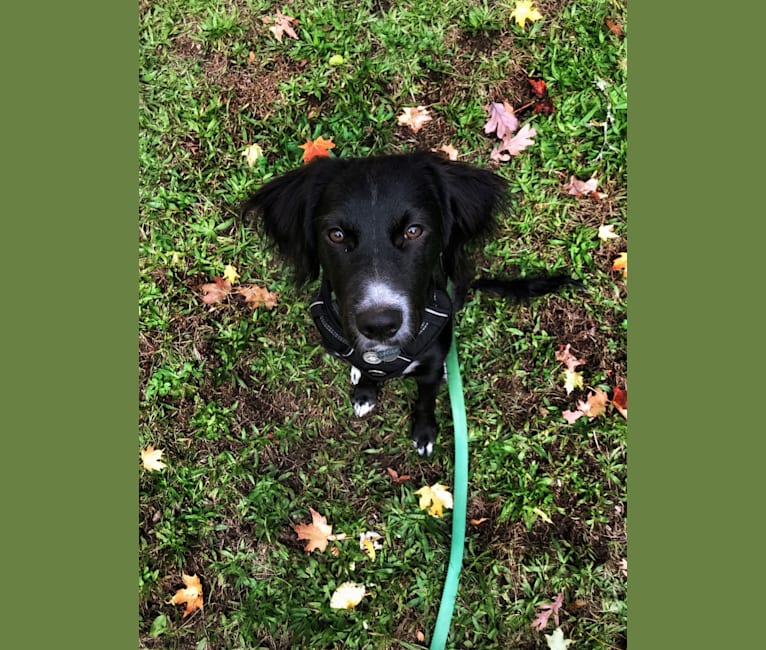 Lincoln, a Llewellin Setter and Great Pyrenees mix tested with EmbarkVet.com