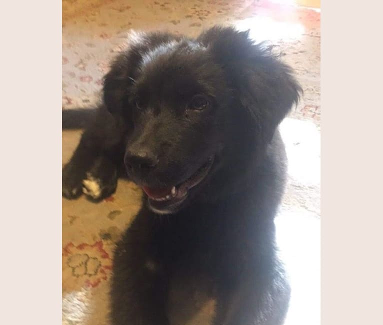 Winston, an Australian Shepherd and Golden Retriever mix tested with EmbarkVet.com