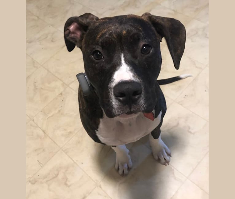 embark dog dna test breed