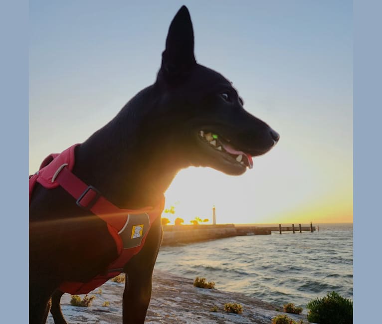 李白, a Formosan Mountain Dog tested with EmbarkVet.com