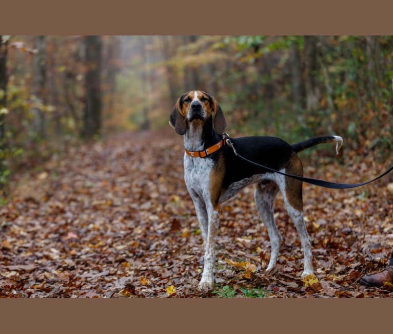 Dega, a Treeing Walker Coonhound tested with EmbarkVet.com