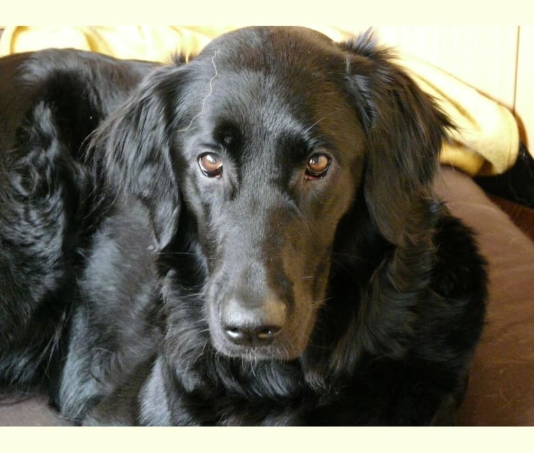 Flat coated retriever poodle mix sales