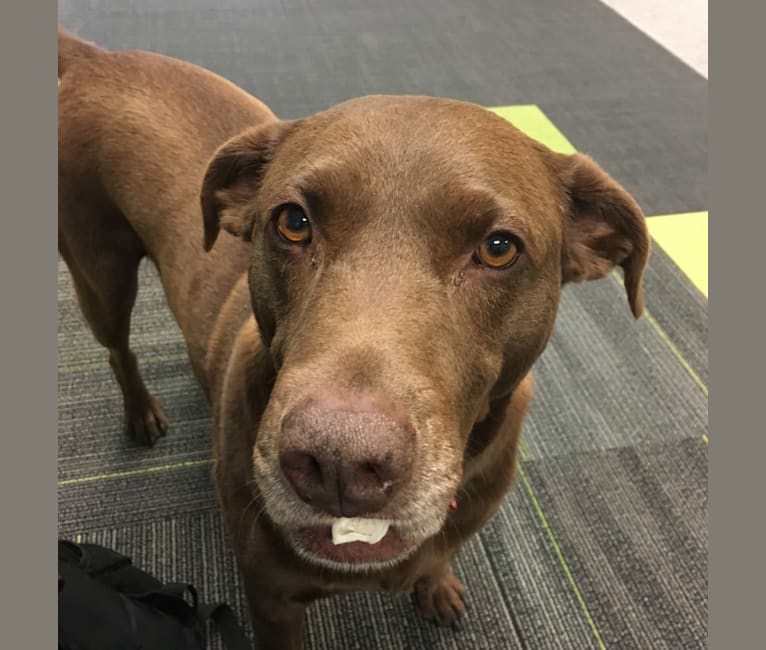 Kona, an American Pit Bull Terrier and Chesapeake Bay Retriever mix tested with EmbarkVet.com