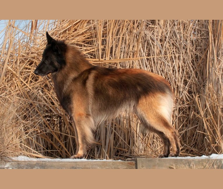 Photo of Rook, a Belgian Shepherd  in Park City, MT, USA