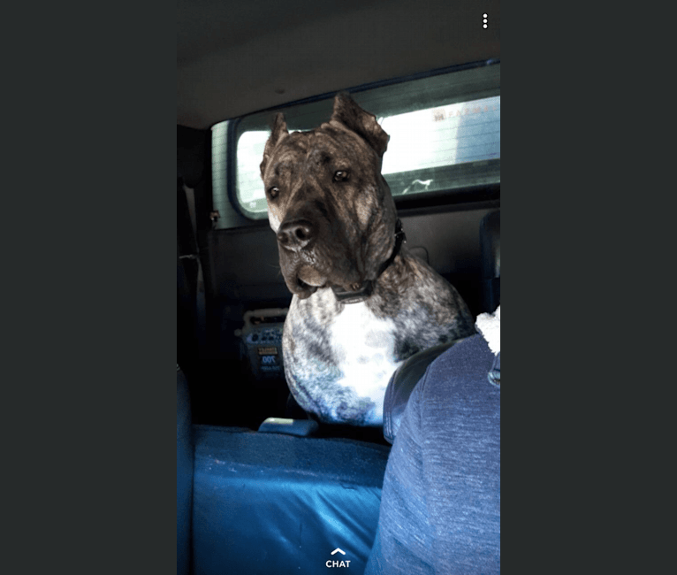 Embark Dog Dna Test Breed